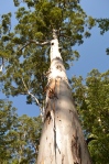 Karri tree Beedelup Falls